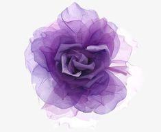 a purple flower is shown on a white background