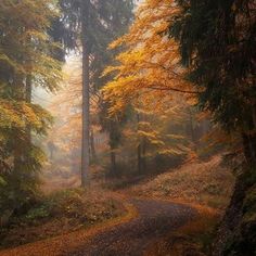 a dirt road in the middle of a forest