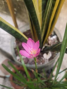 a pink flower is growing in a potted plant