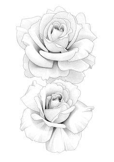 two white roses on a white background with one in the middle and one in the center