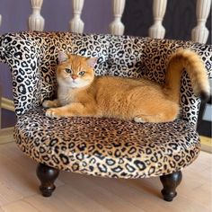 an orange cat sitting on top of a leopard print chair