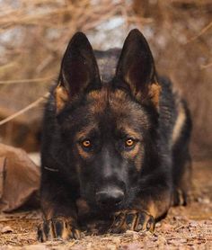 a black and brown dog laying on the ground