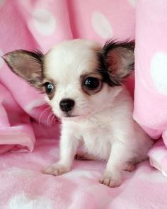 a small white and brown dog laying on top of a pink blanket