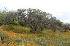 an open field with lots of flowers and trees