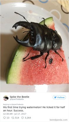 a beetle sitting on top of a piece of watermelon