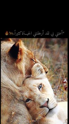 two lions laying next to each other on top of a field with the caption in arabic