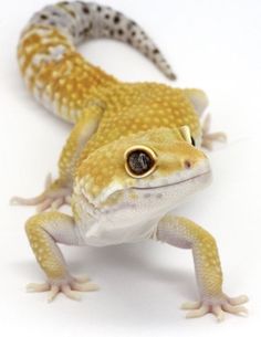 a small yellow and white gecko lizard on a white background