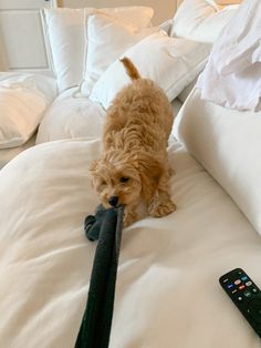 a small brown dog standing on top of a white bed next to a remote control