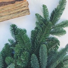 a potted plant with pine cones on it next to a wooden piece of wood