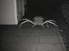 a large spider crawling on the ground in front of a house at night with it's legs stretched out