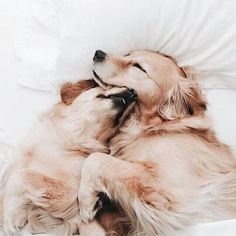 two dogs are laying on the bed and one is rubbing its head against the other