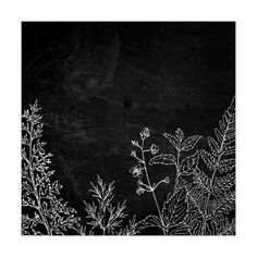 black and white drawing of plants on a chalkboard background with space for text or image