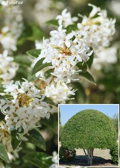 a tree with white flowers and green leaves in the foreground is an image of a large, round - shaped tree