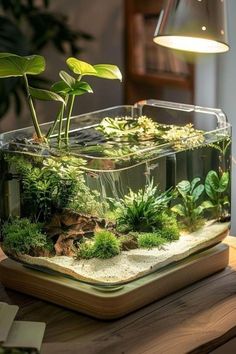 an aquarium filled with plants and rocks on top of a wooden table next to a lamp