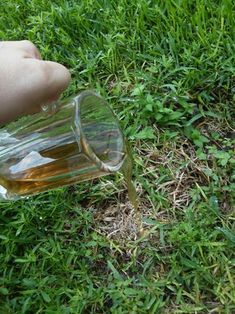 someone is pouring something out of a glass cup on the ground in some green grass