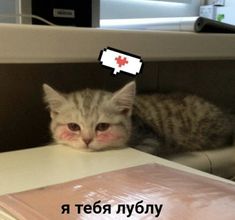 a cat laying on top of a white table