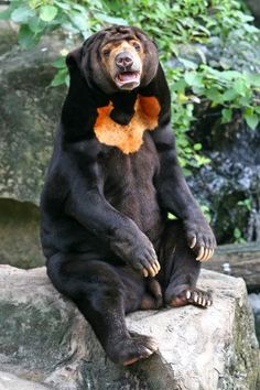 a large brown bear sitting on top of a rock