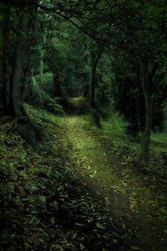 a dirt path in the middle of a forest