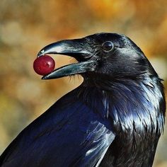 a black bird with an apple in its beak