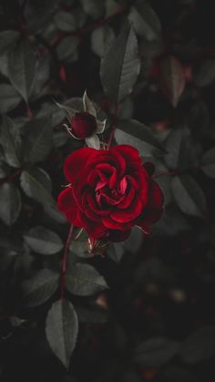 a red rose with green leaves in the dark