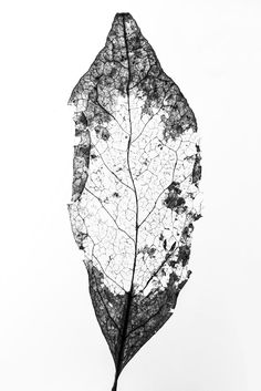 a black and white photo of a leaf