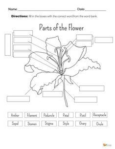 parts of the flower worksheet for kids to learn about flowers and their names