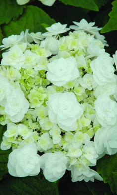 white flowers with green leaves in the background