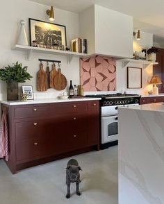 a dog standing in the middle of a kitchen next to an oven and counter top