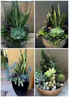 four different types of succulent plants in pots