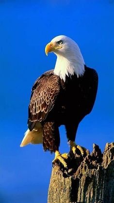 a bald eagle perched on top of a wooden post with blue sky in the background