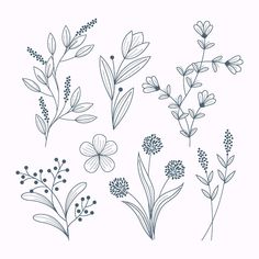 various flowers and leaves drawn in ink on white paper, each with different shapes and sizes