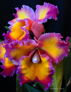 two purple and yellow orchids with green leaves in the foreground, on a black background