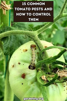 a close up of a green tomato plant with the words 25 common tomato pests and how to control them