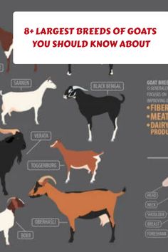 the 8 largest breeds of goats you should know about in this graphic, there are many different types of goats