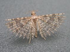 a small insect sitting on top of a cement floor next to a sidewalk with grass growing out of it's back end