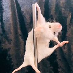 a white rat climbing up the side of a pole with it's front paws in the air