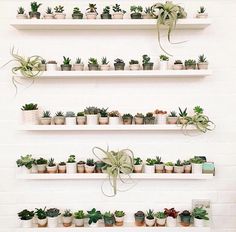 several white shelves with plants on them