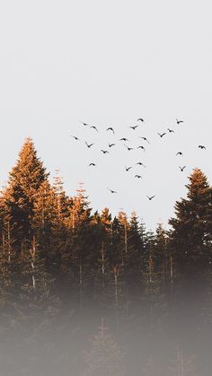 a flock of birds flying over some trees