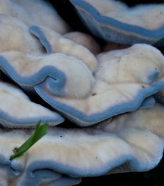 a group of blue and white mushrooms on the ground