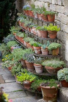 many potted plants are lined up on a wall