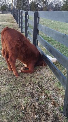 a brown cow leaning over a fence to eat some food from it's side