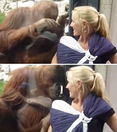 an oranguta being petted by a woman who is wearing a blue shirt