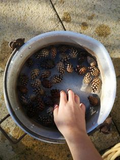 a person is reaching for some pine cones in a pot filled with water on the ground