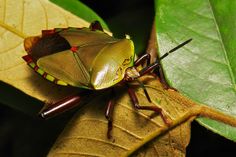 a close up of a bug on a leaf