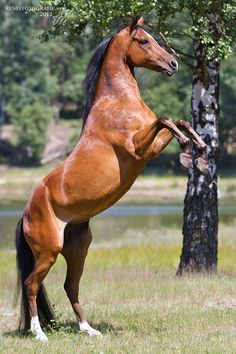 a brown horse standing on its hind legs next to a tree