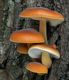 a group of mushrooms growing on the side of a tree