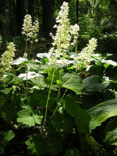 some white flowers and green leaves in the woods