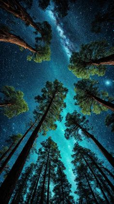 the night sky is filled with stars and many tall trees are in the foreground