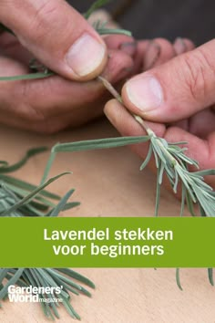 Twee vingers die een lavendel-stek vrij maken van de onderste blaadjes. Cooking With Fresh Herbs, Grafting Plants, Growing Greens, Landscaping Tips, Little Garden, Urban Garden, Herb Garden, Diy Outdoor