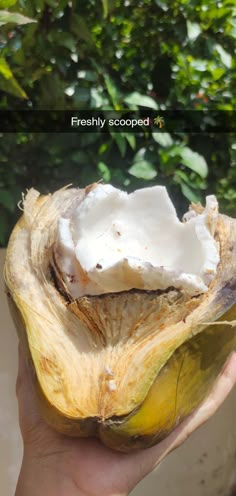 a person holding up a coconut in their hand